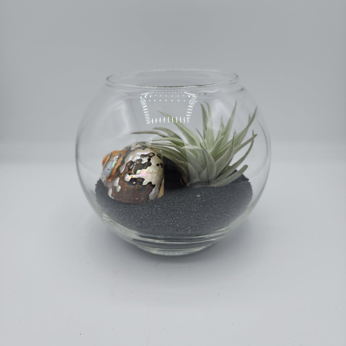 Bubble Vase Decorative Display with Seashell and Airplant