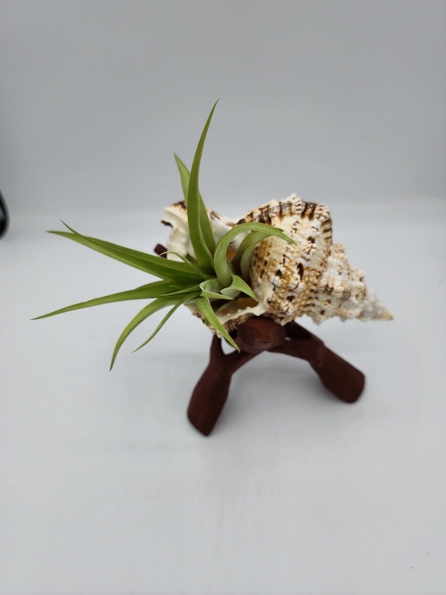 Large Seashell Wood Stand with Airplant