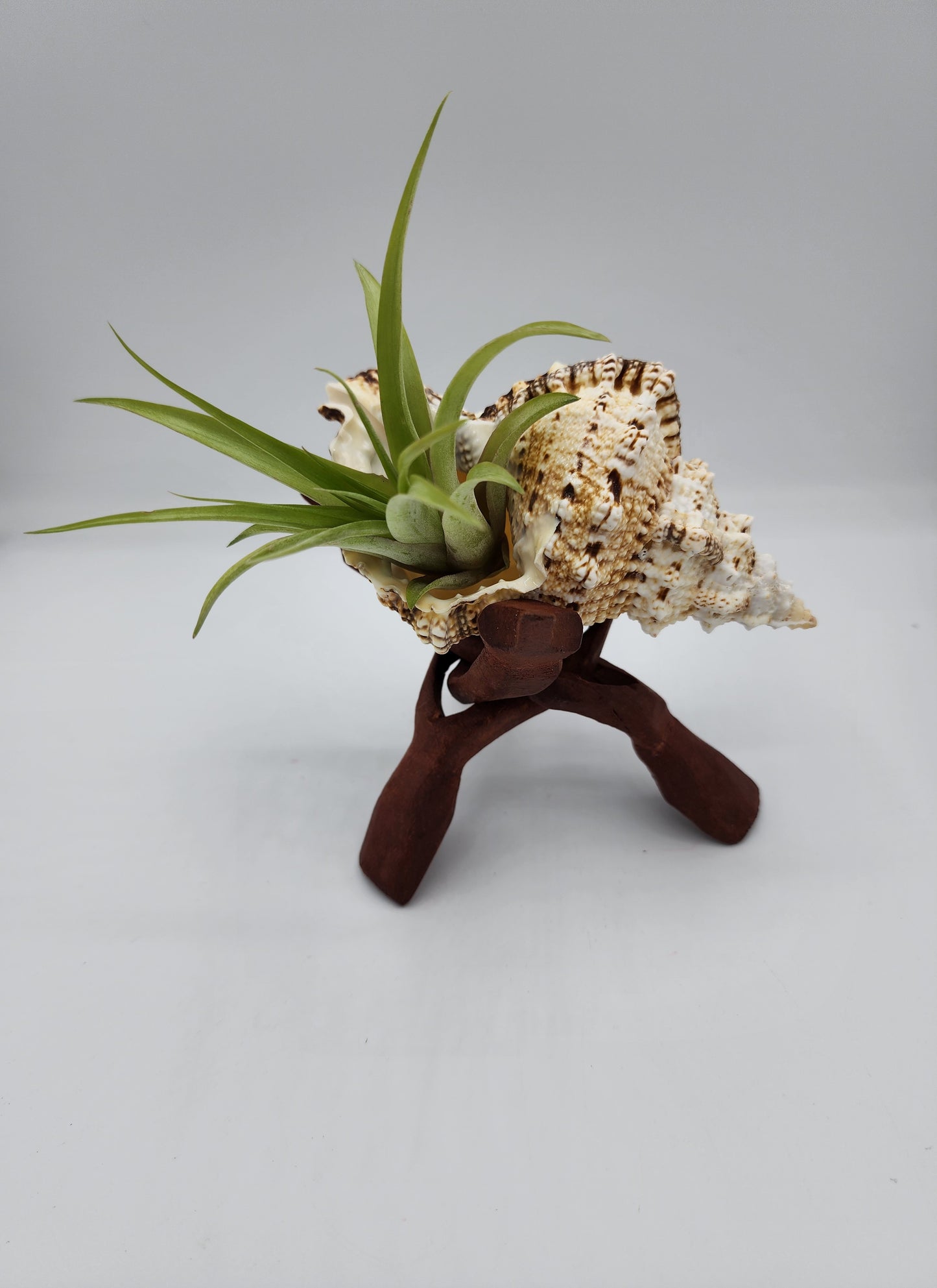 Large Seashell Wood Stand with Airplant