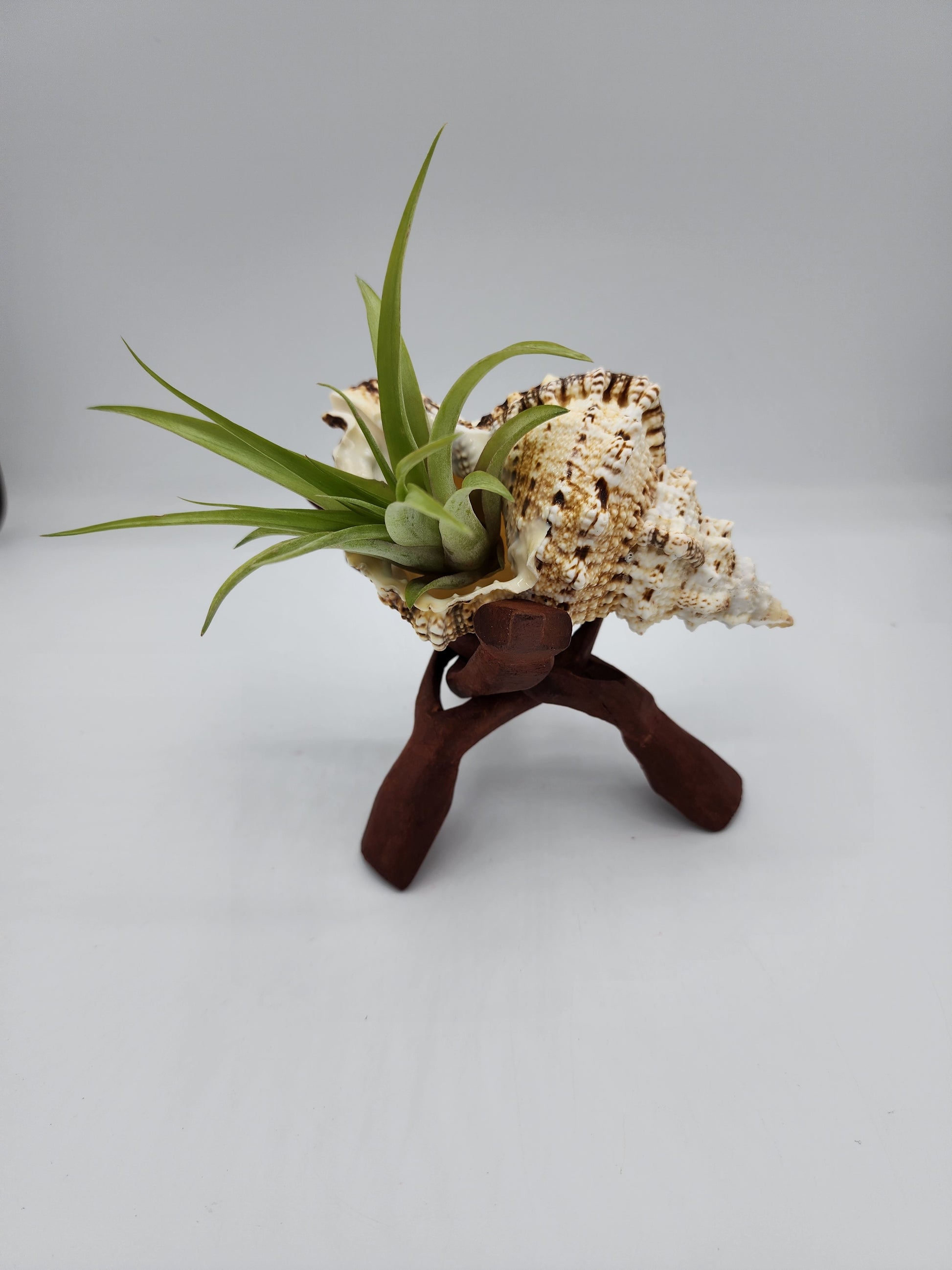 air plant in a shell Large Seashell Wood Stand with Airplant – Hibiscus Lane Botanicals