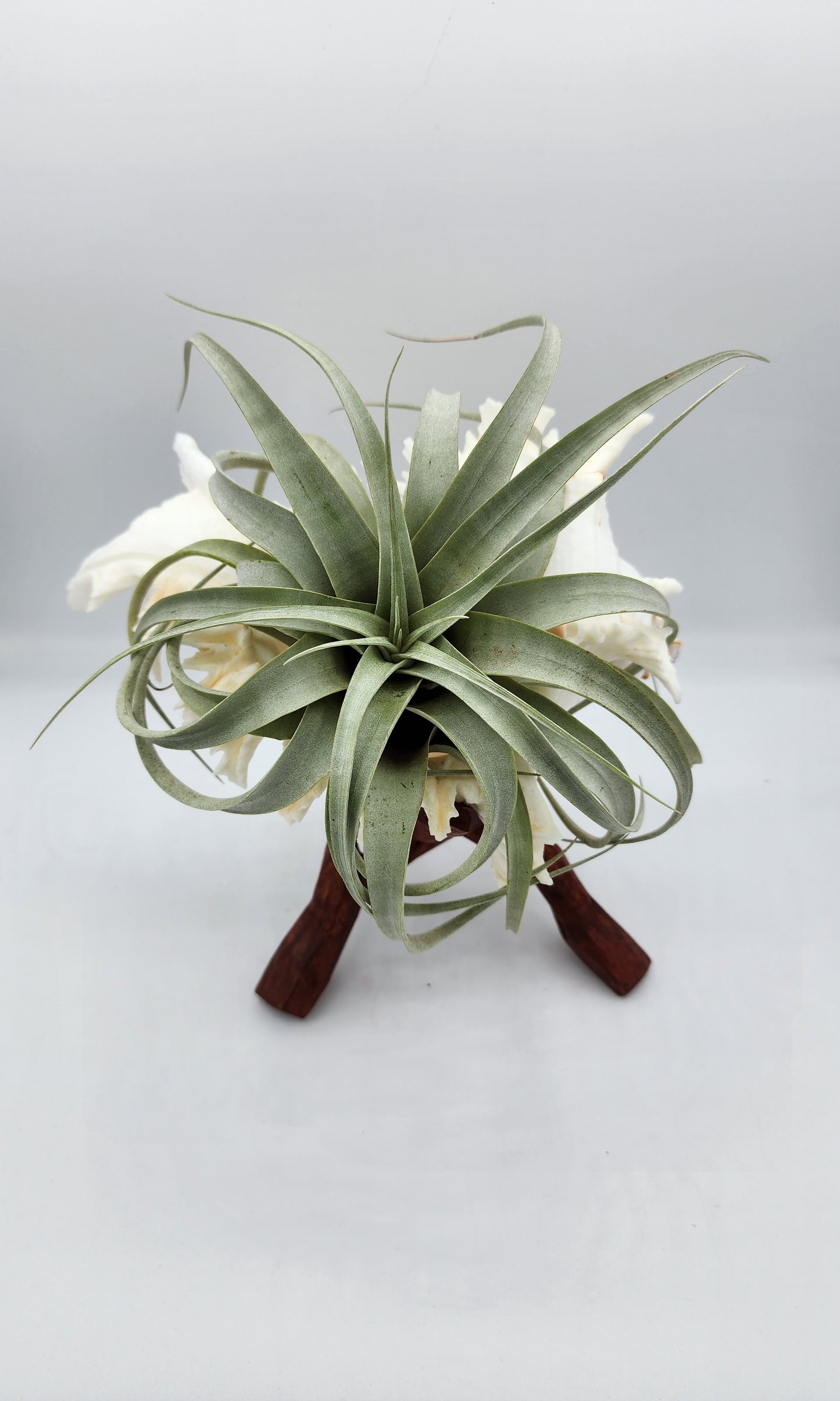 XL Seashell Wood Stand with Airplant