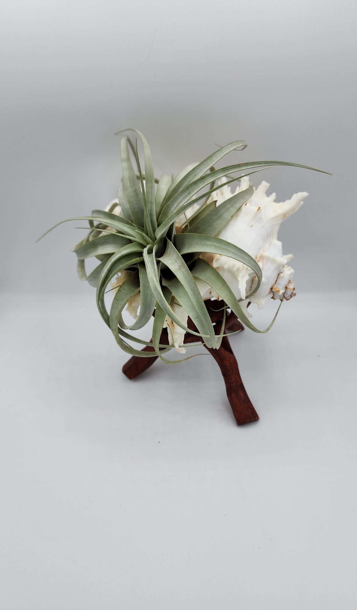 XL Seashell Wood Stand with Airplant