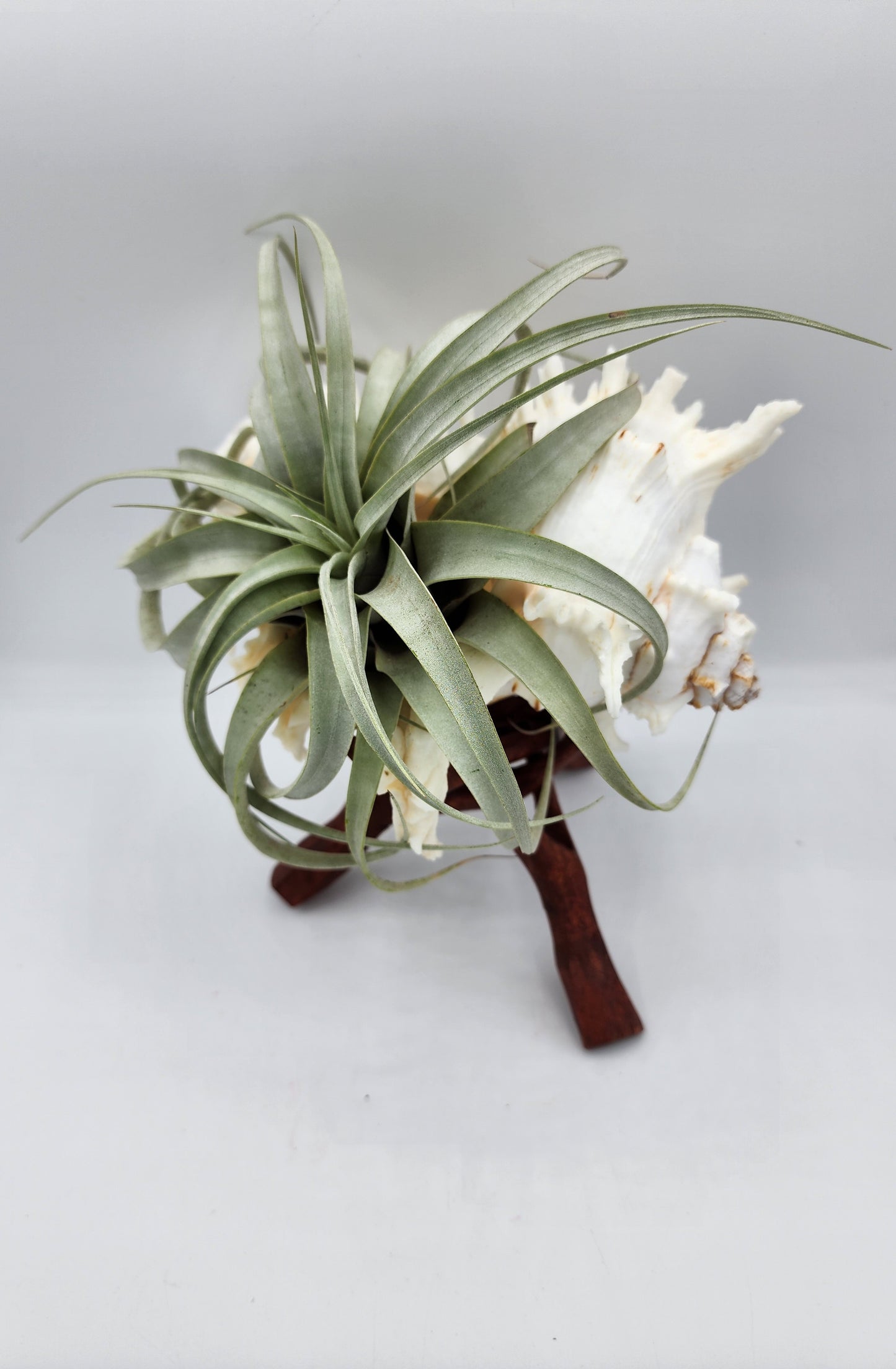 XL Seashell Wood Stand with Airplant