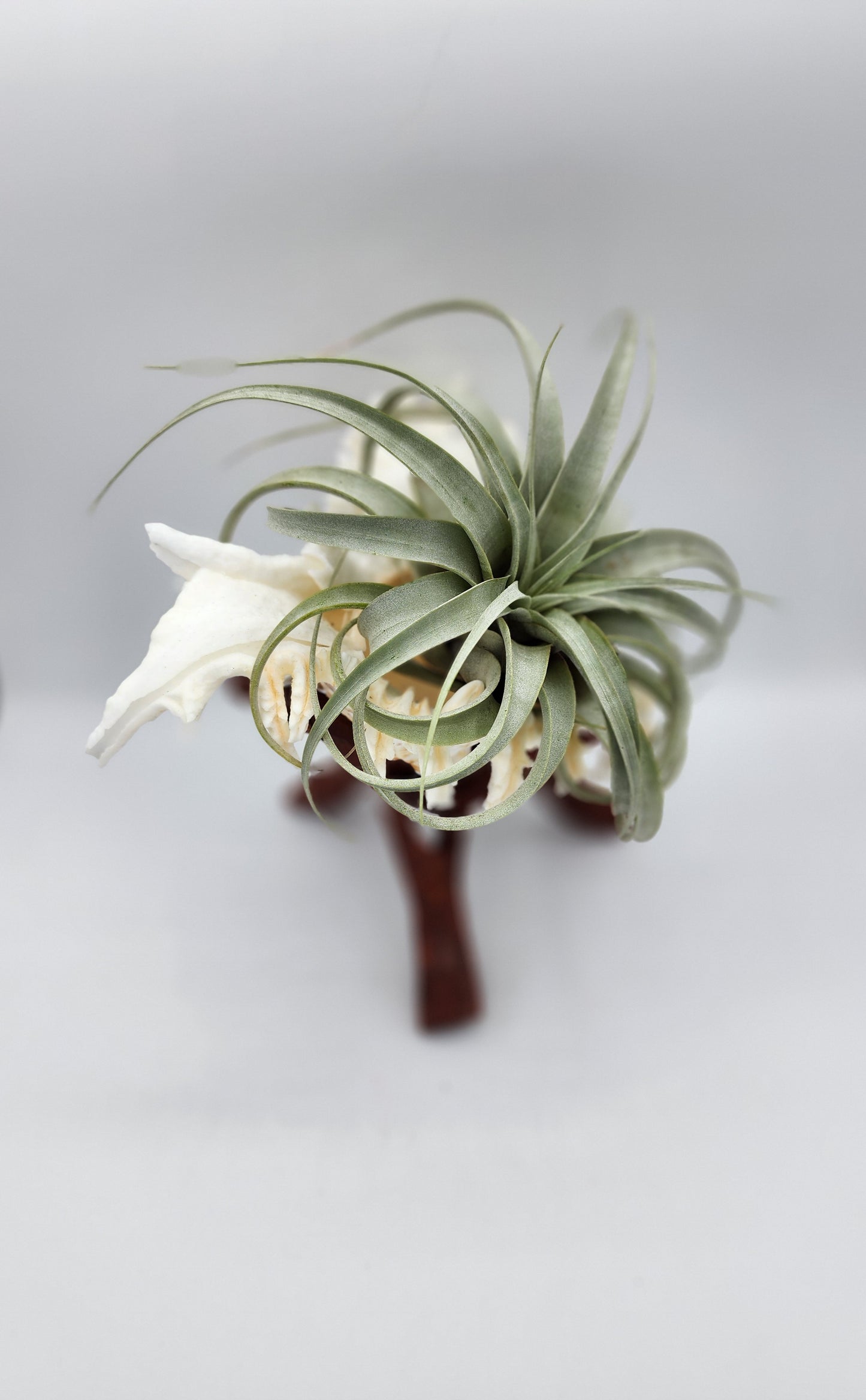 XL Seashell Wood Stand with Airplant