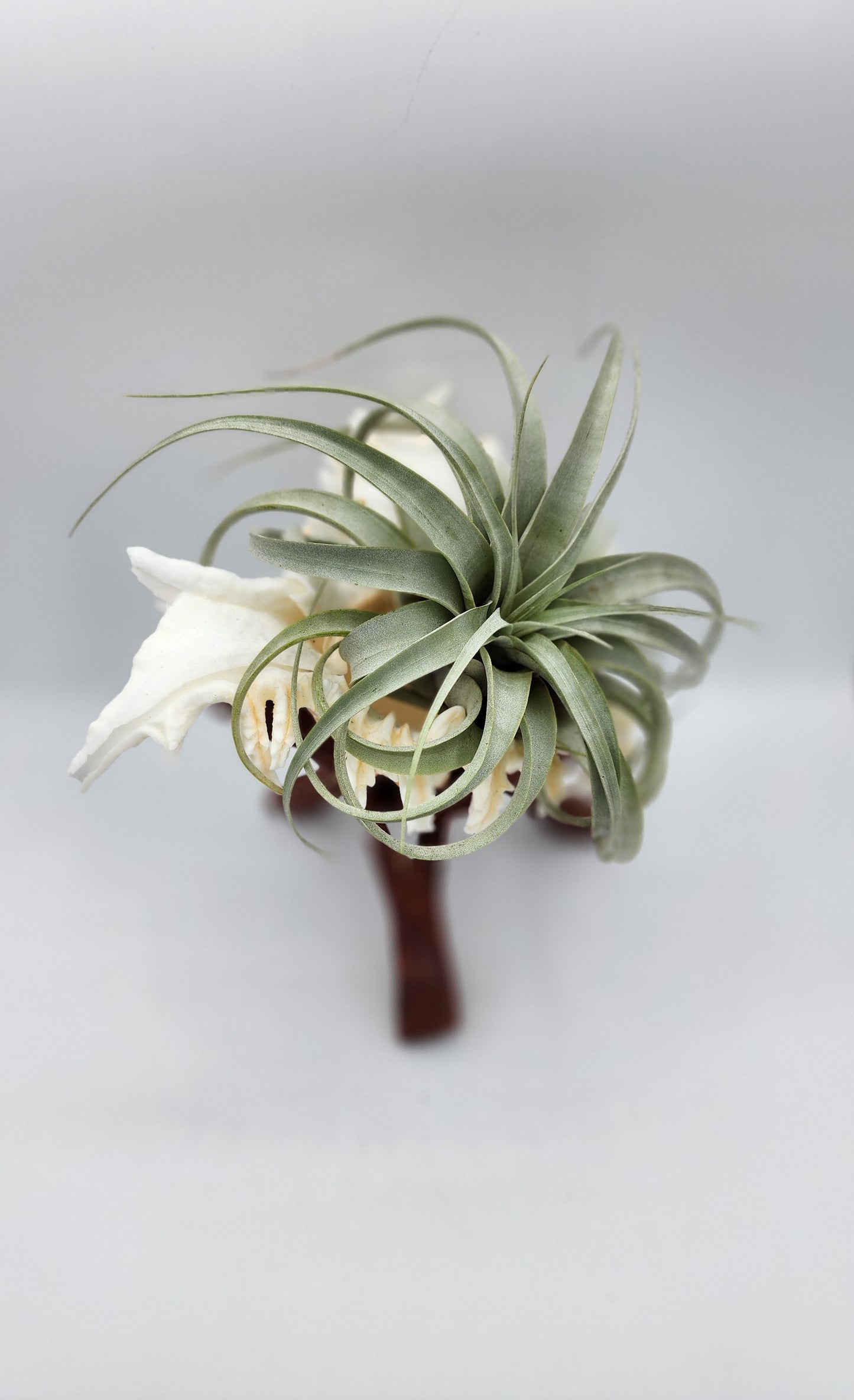 XL Seashell Wood Stand with Airplant