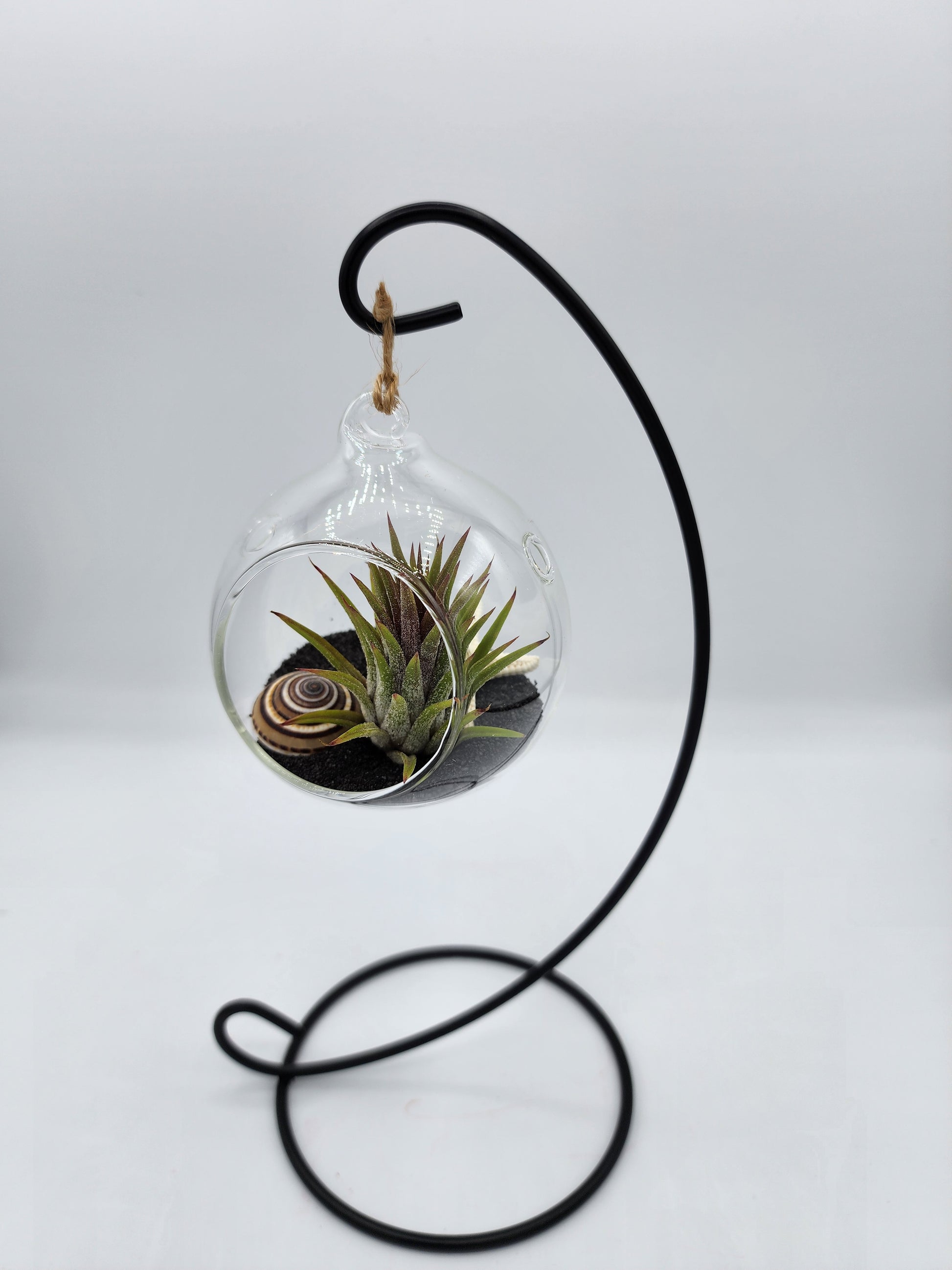 air plant terrarium hanging Hanging Airplant Terrarium – Hibiscus Lane Botanicals
