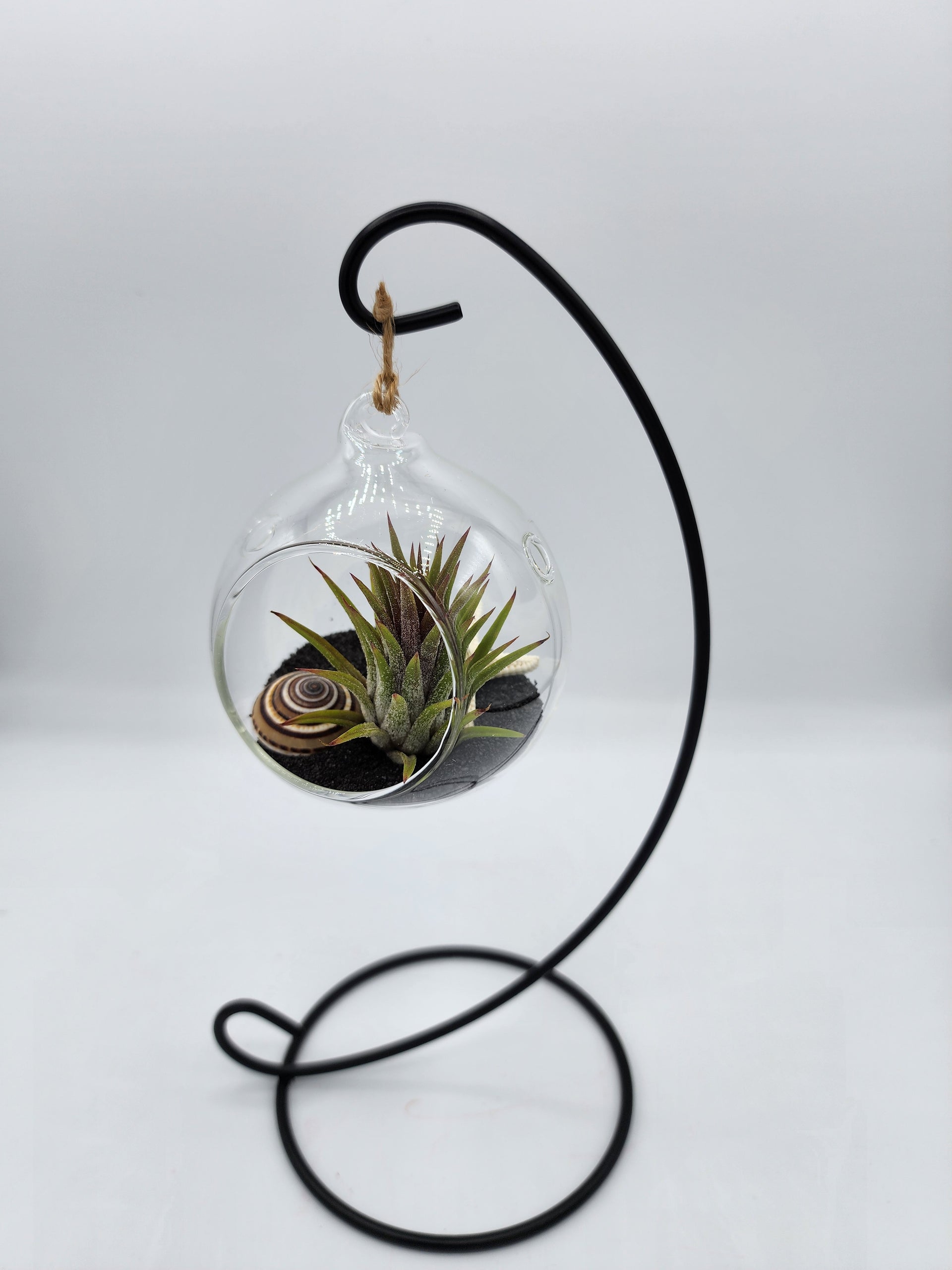 Hanging Airplant Terrarium – Hibiscus Lane Botanicals