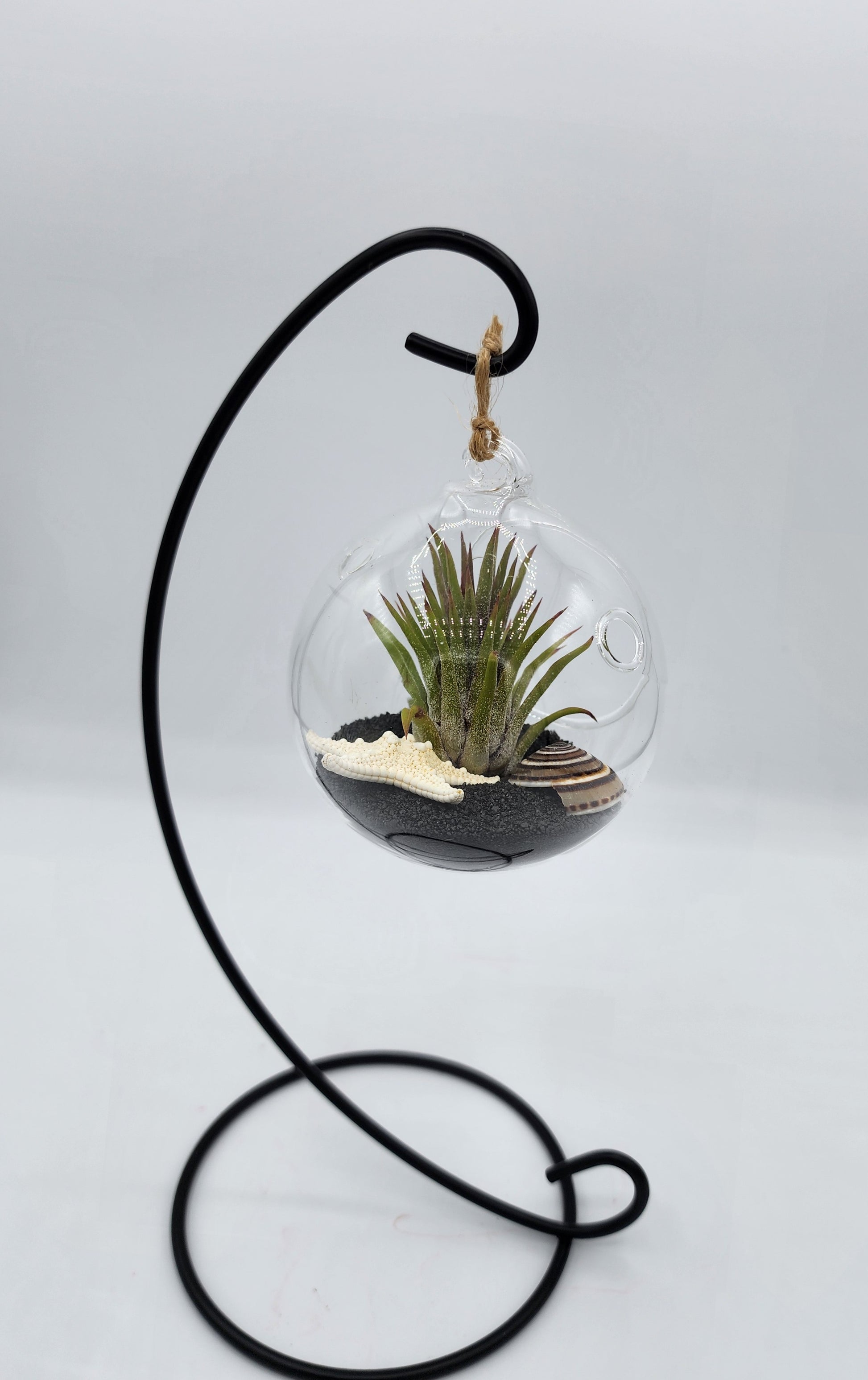 terrarium hanging plants Hanging Airplant Terrarium – Hibiscus Lane Botanicals
