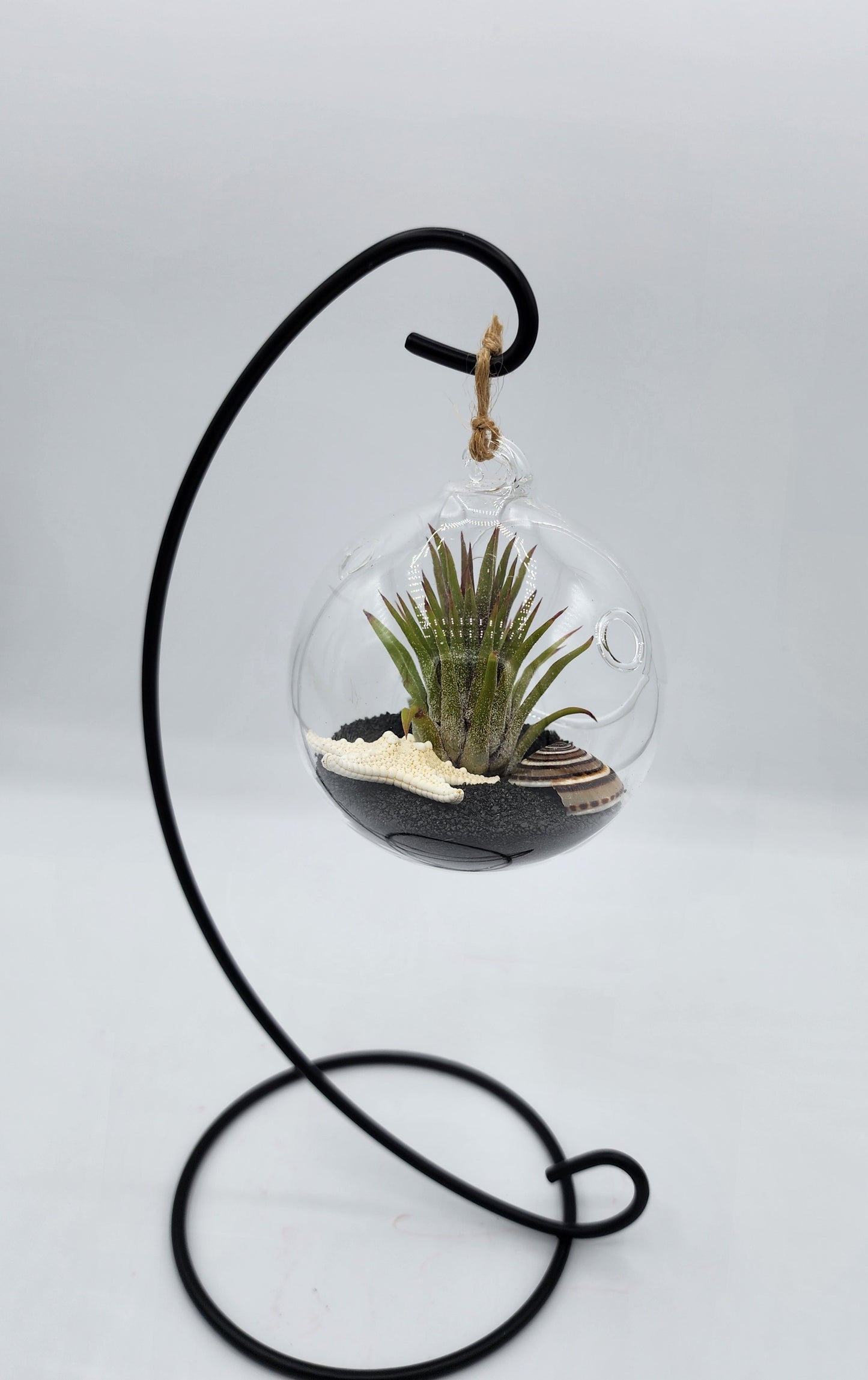 Hanging Airplant Terrarium