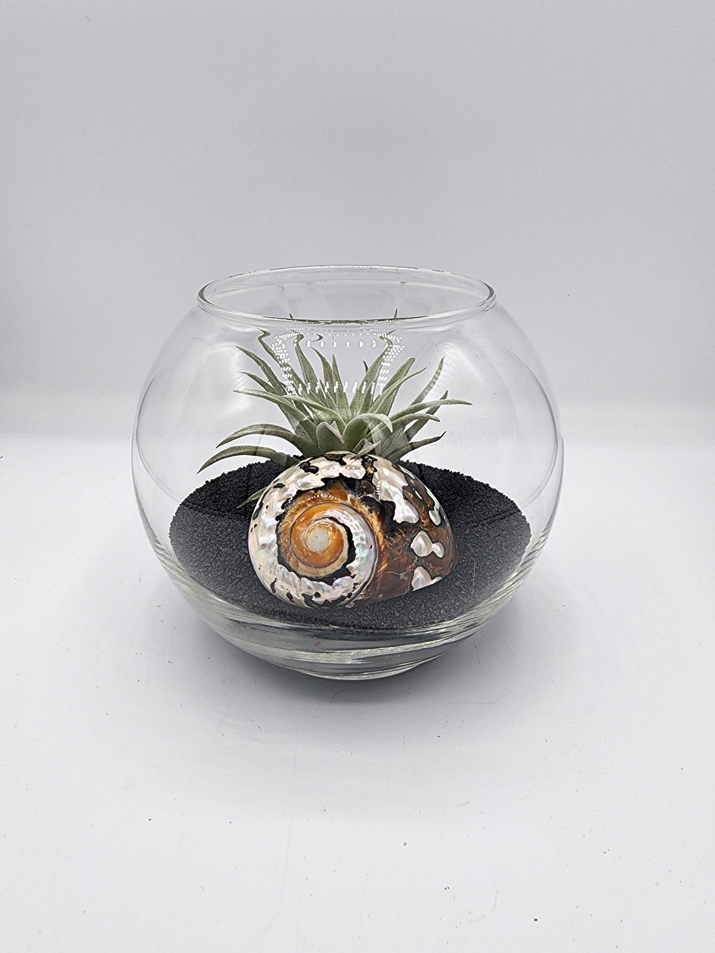 Bubble Vase Decorative Display with Seashell and Airplant