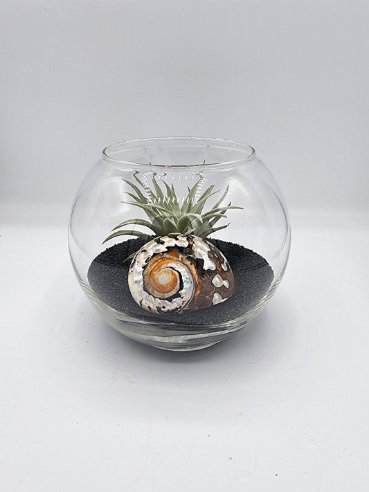 Bubble Vase Decorative Display with Seashell and Airplant