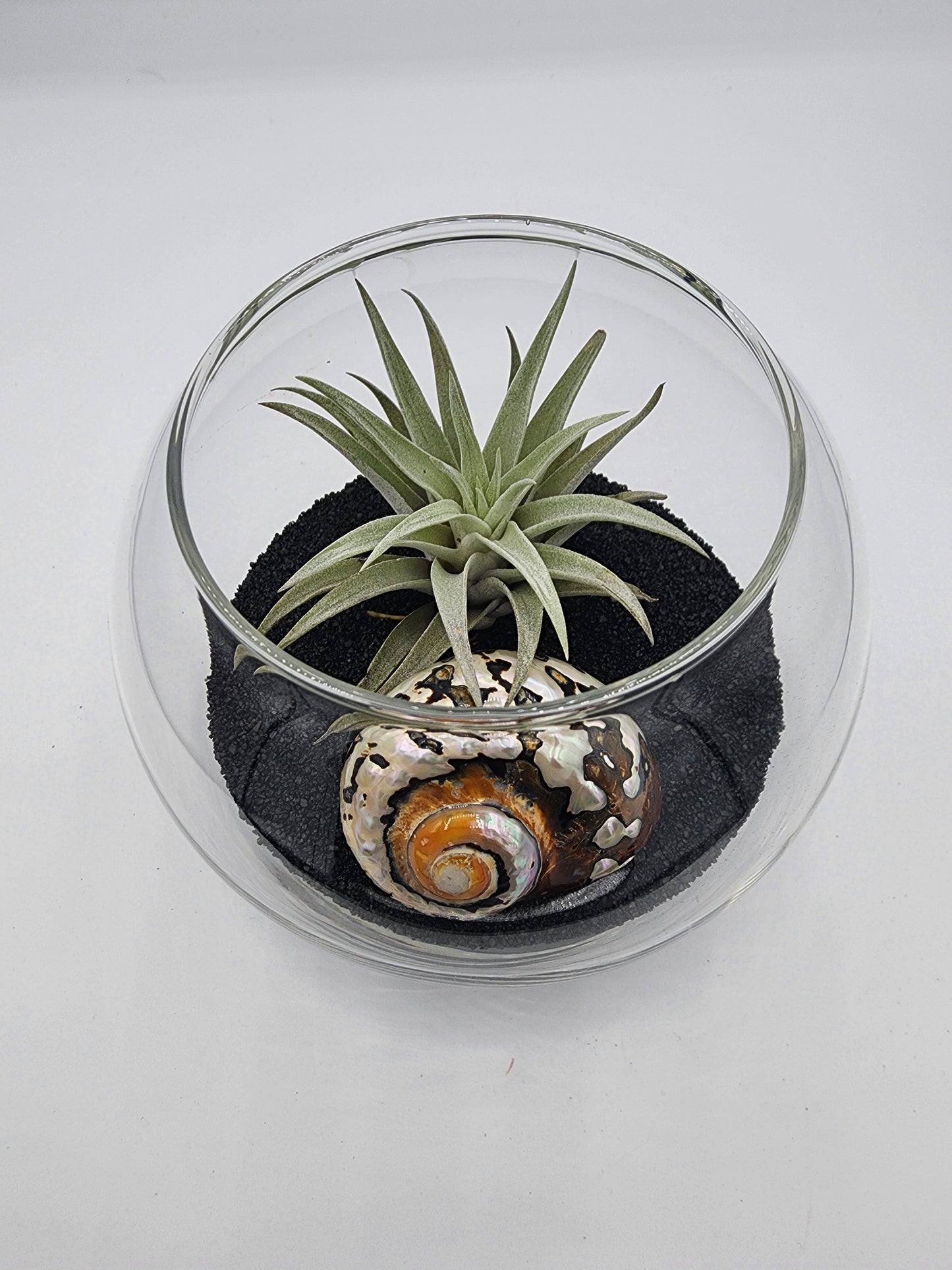 Bubble Vase Decorative Display with Seashell and Airplant