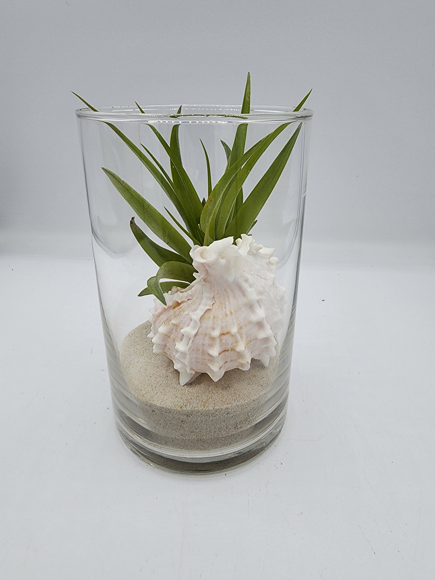 Cylinder Vase Decorative Display with Seashell and Airplant