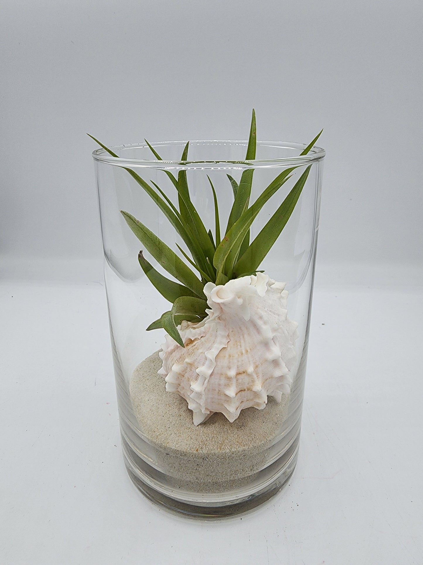 Cylinder Vase Decorative Display with Seashell and Airplant