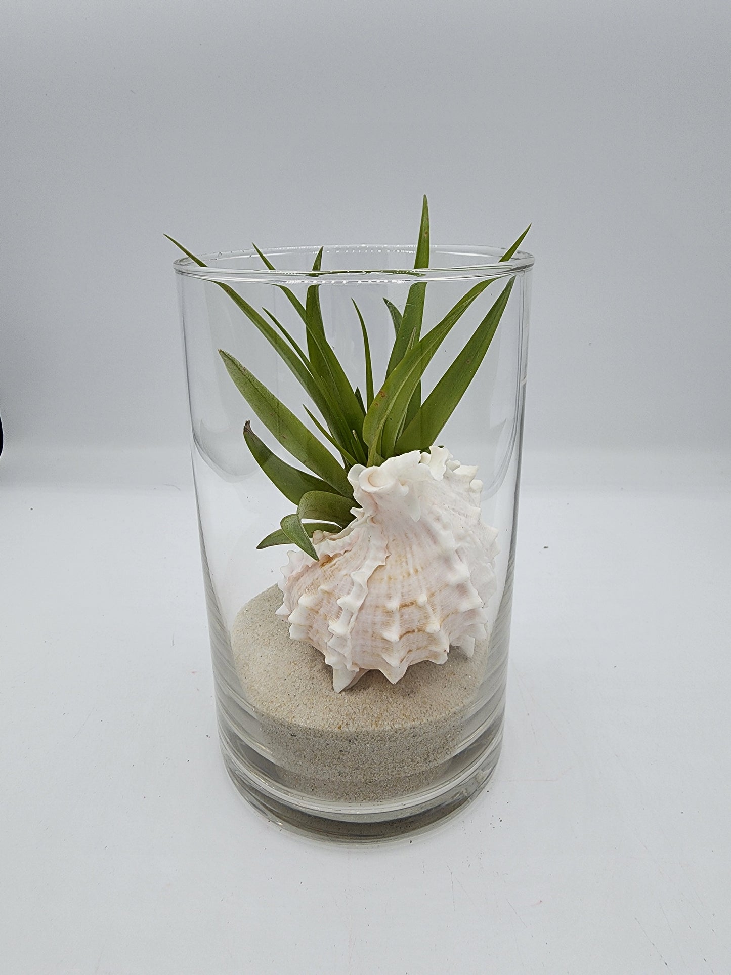 Cylinder Vase Decorative Display with Seashell and Airplant