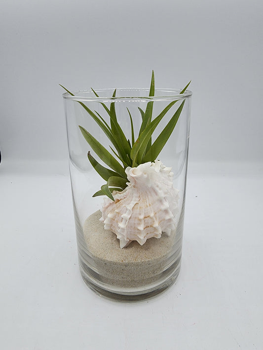 Cylinder Vase Decorative Display with Seashell and Airplant